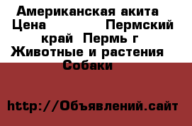 Американская акита › Цена ­ 10 000 - Пермский край, Пермь г. Животные и растения » Собаки   